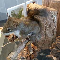 mobile_exhibit_winter_squirrel_252x252