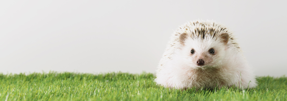 Cool-Critters-HEDGEHOG-2026-1110x393